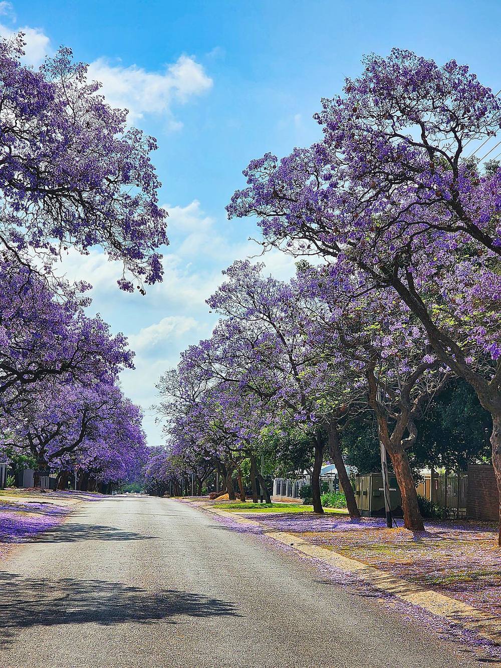 Jacaranda trees lining a Pretoria street in spring