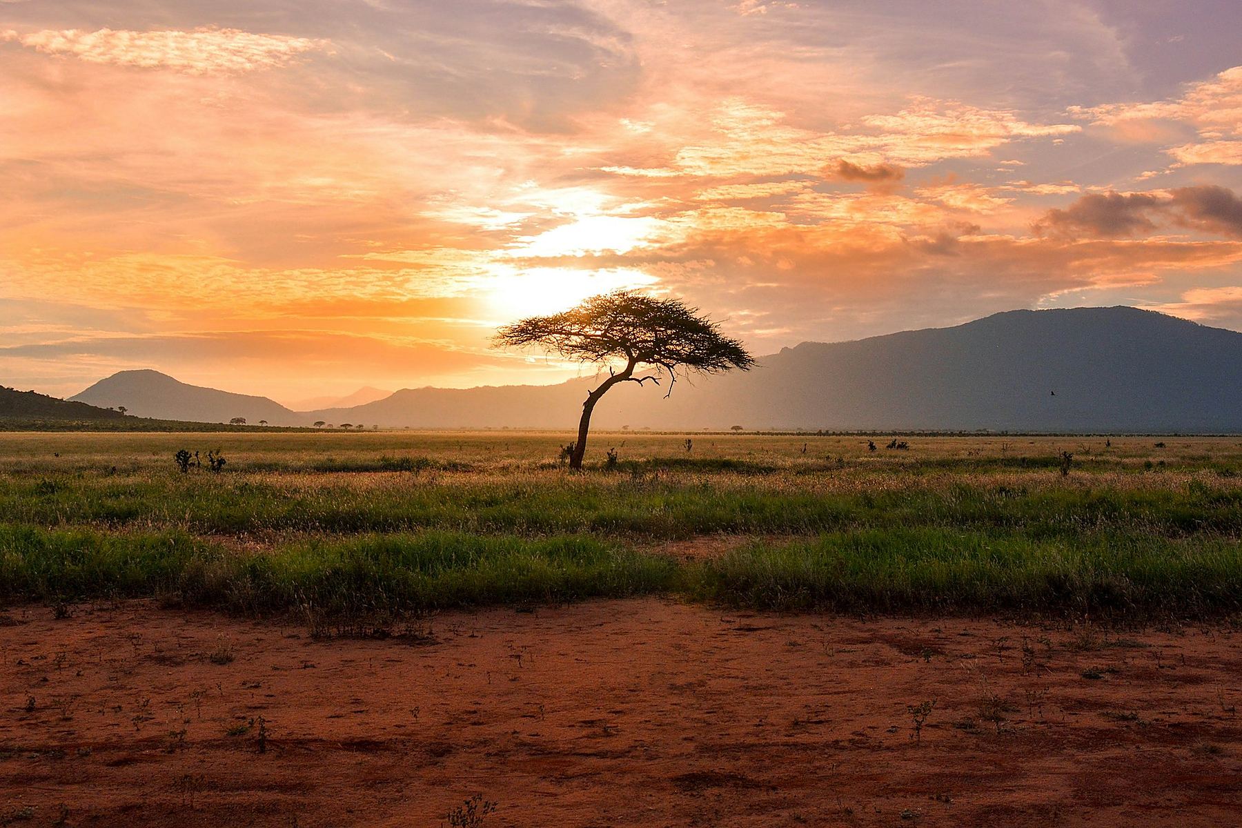 A lone acacia tree silhouetted against a South African sunset